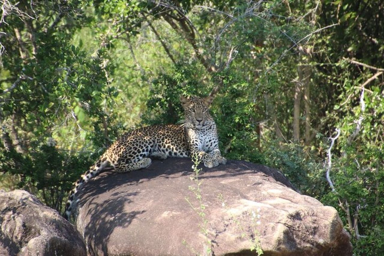 Safari serale - Yala National Park con safari Janaka - dalle 14:00 alle 18:30 — 2