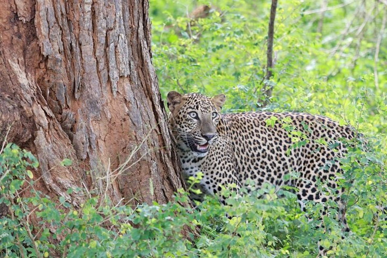 Safari serale - Yala National Park con safari Janaka - dalle 14:00 alle 18:30 — 3