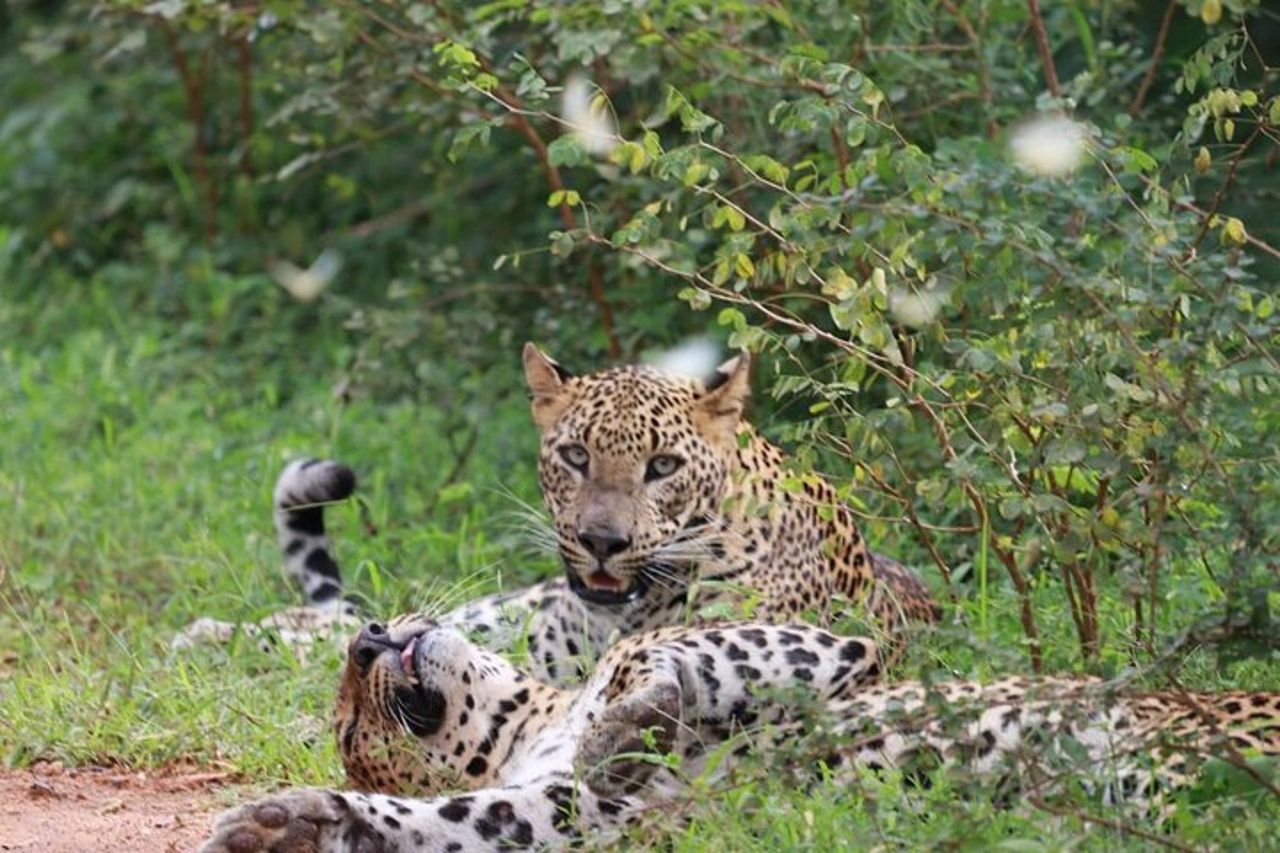 Safari di una giornata intera - Yala National Park - dalle 04.30 alle 18.00 con - Janaka safari