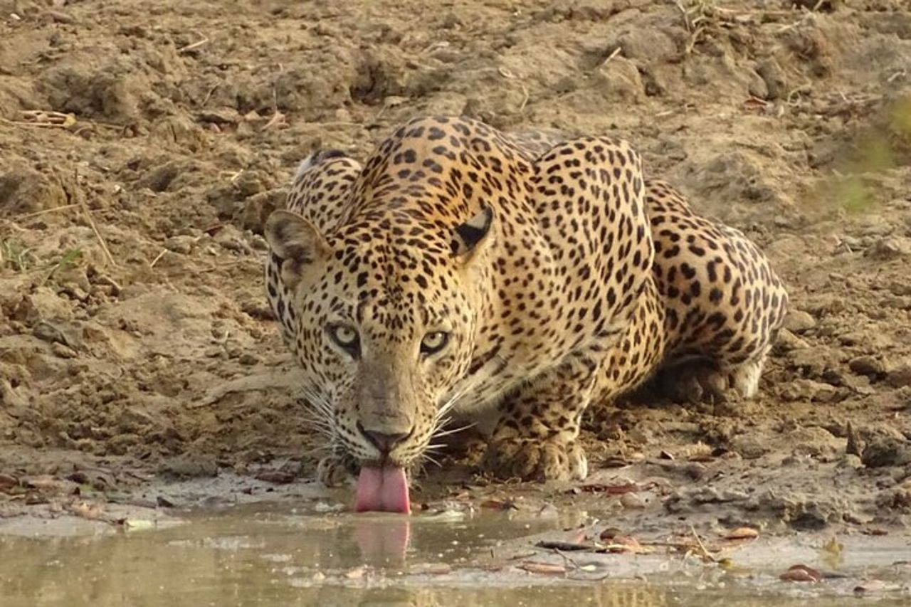 Safari di una giornata intera - Yala National Park - dalle 04.30 alle 18.00 con - Janaka safari — 4