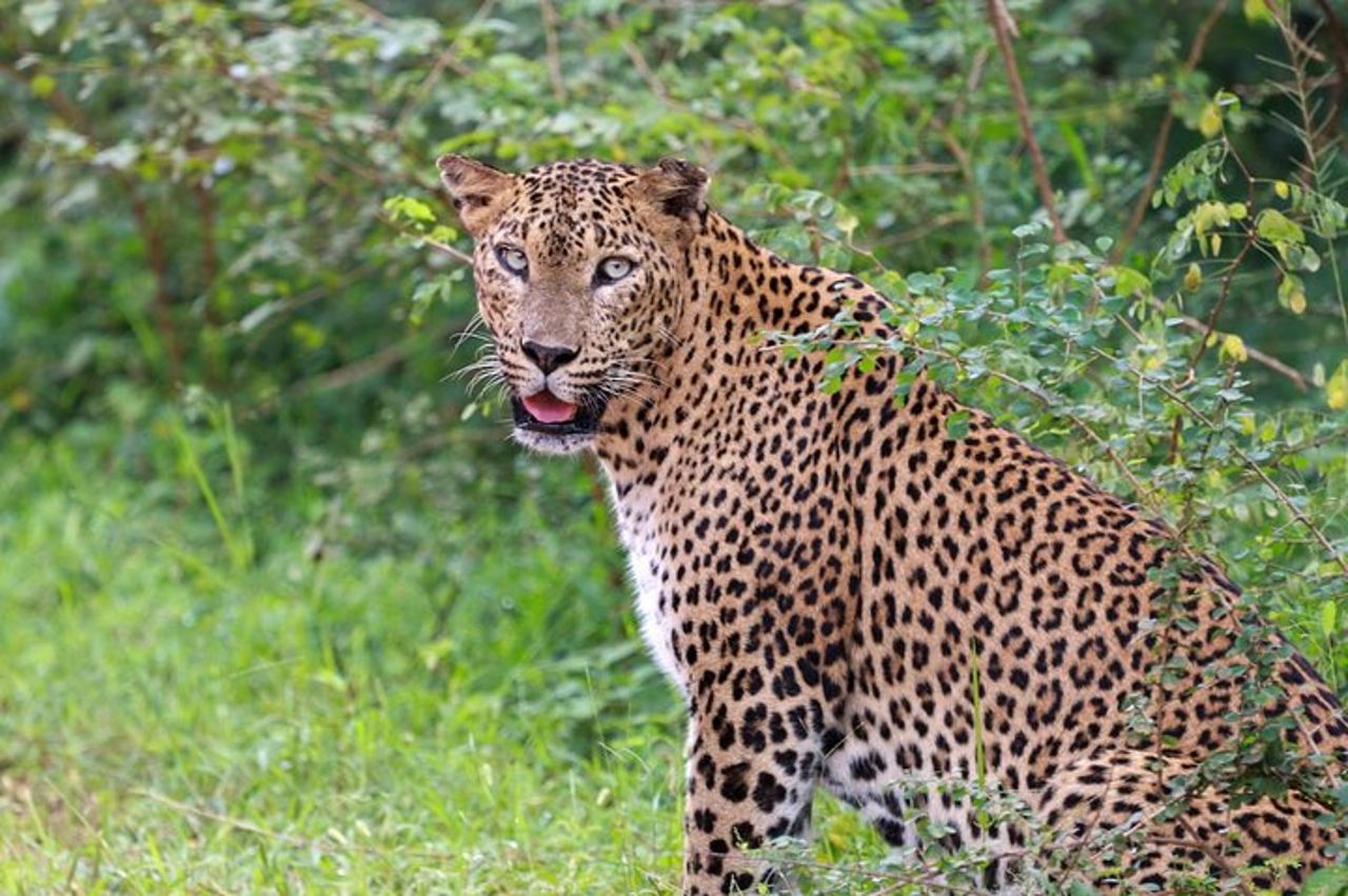 Safari di una giornata intera - Yala National Park - dalle 04.30 alle 18.00 con - Janaka safari — 5