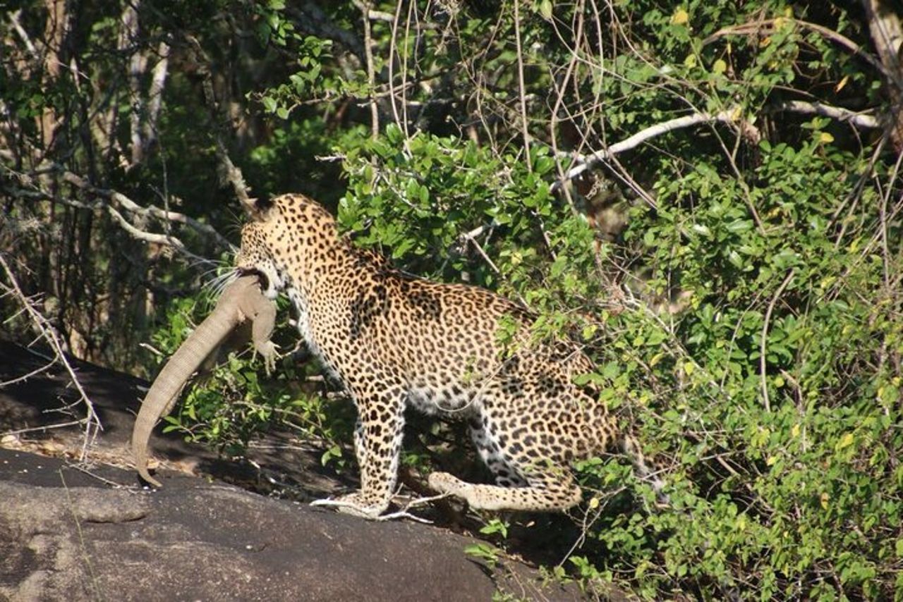 Safari speciale leopardo & elefanti - Yala - dalle 04.30 alle 11.30