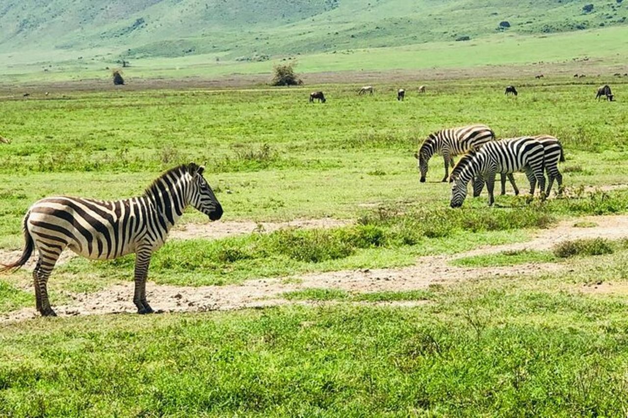 Gita di un giorno al cratere di Ngorongoro — 5