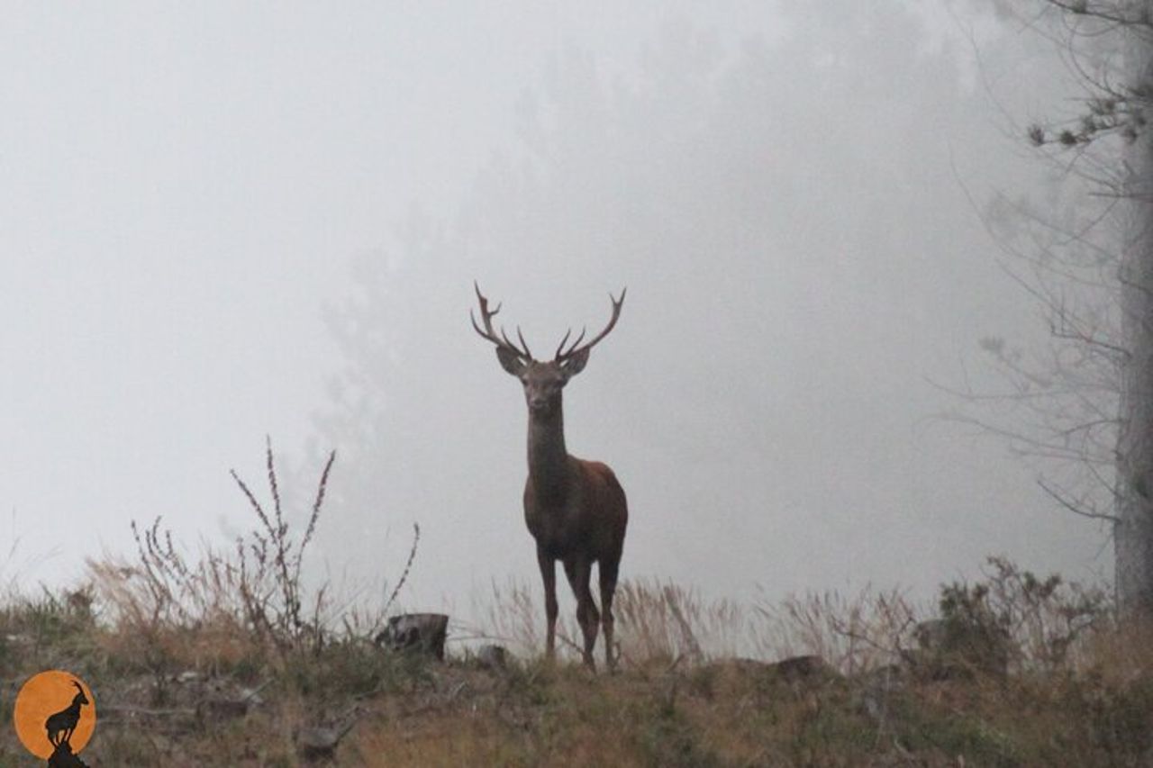 Alla scoperta della natura a Serra da Lousã — 5
