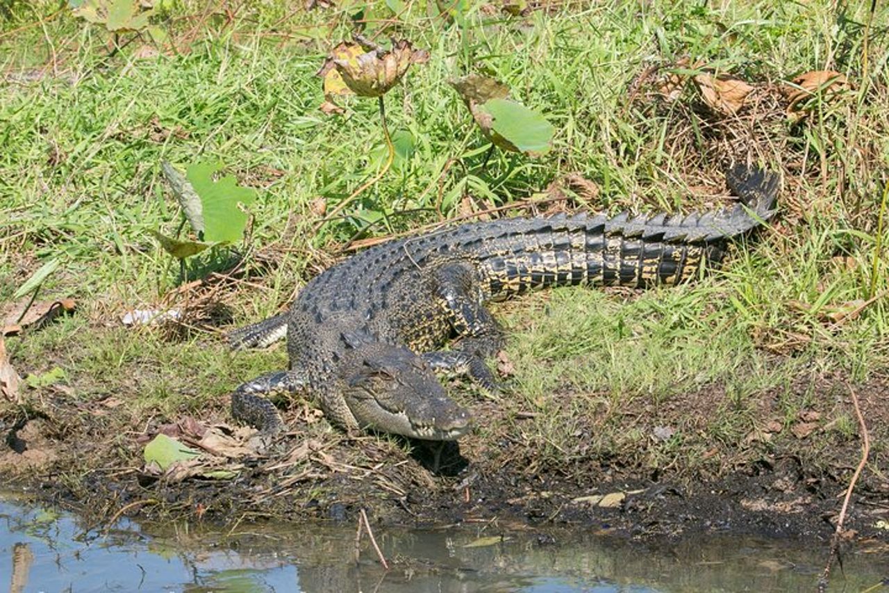 Crociera con pranzo di 2,5 ore a Corroboree Billabong — 6