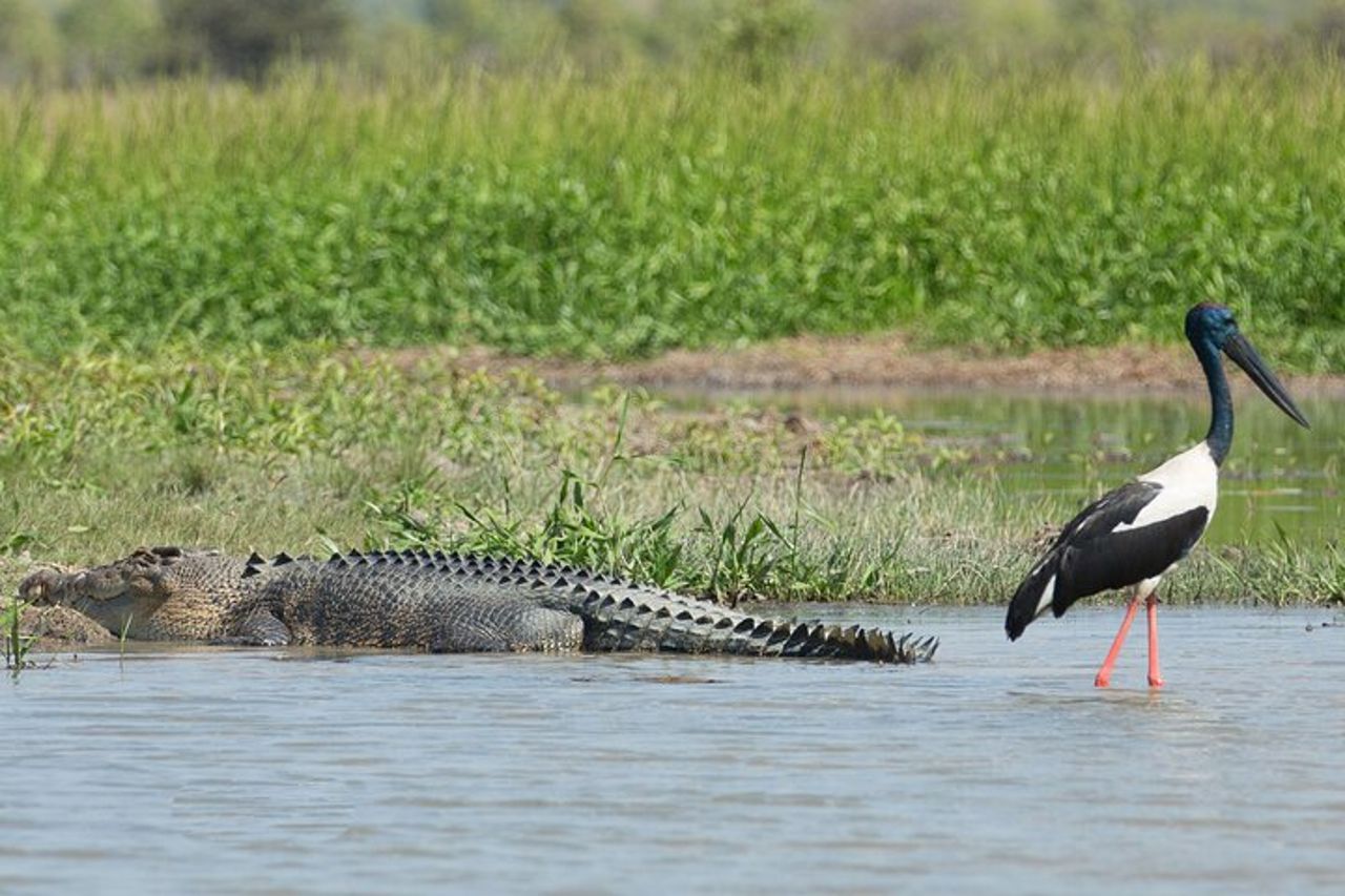 Crociera con pranzo di 2,5 ore a Corroboree Billabong — 8
