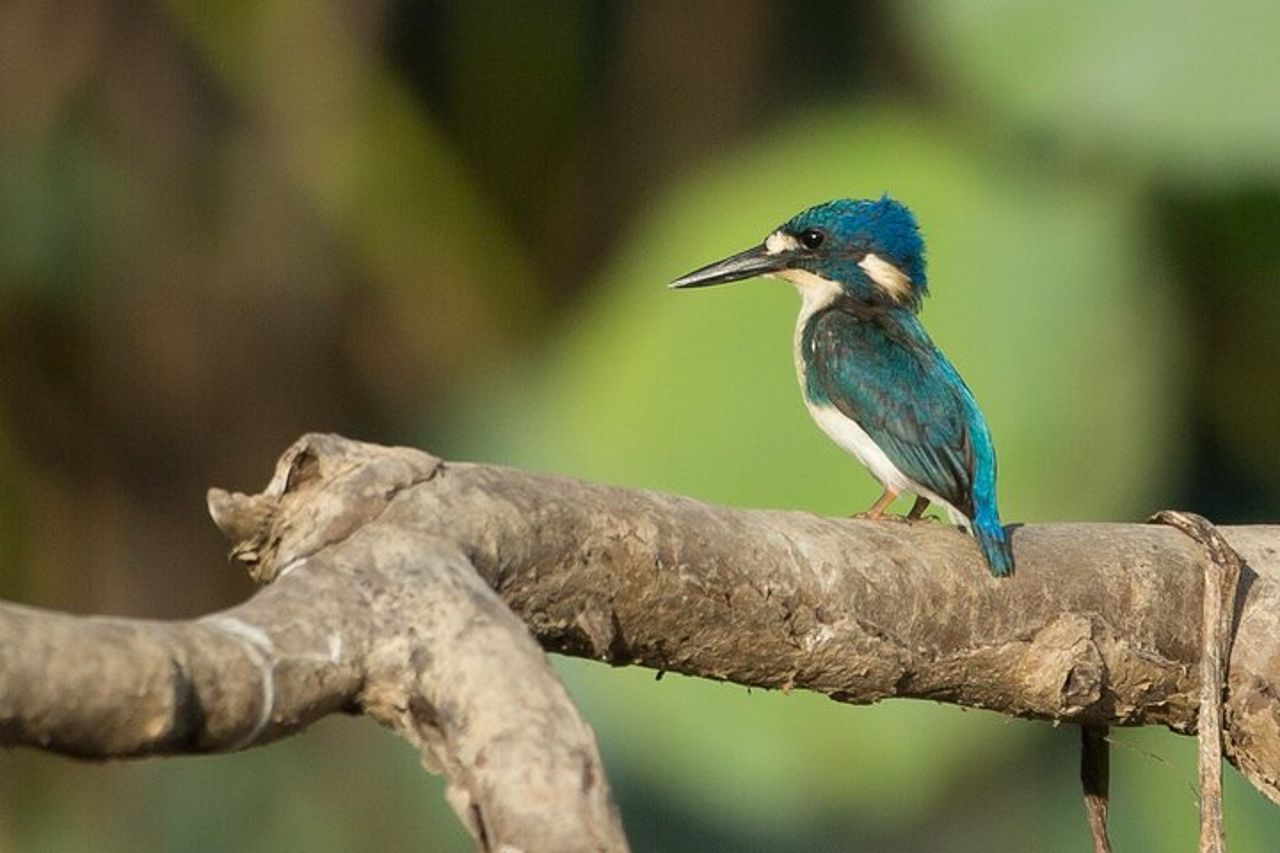 Crociera con pranzo di 2,5 ore a Corroboree Billabong — 9