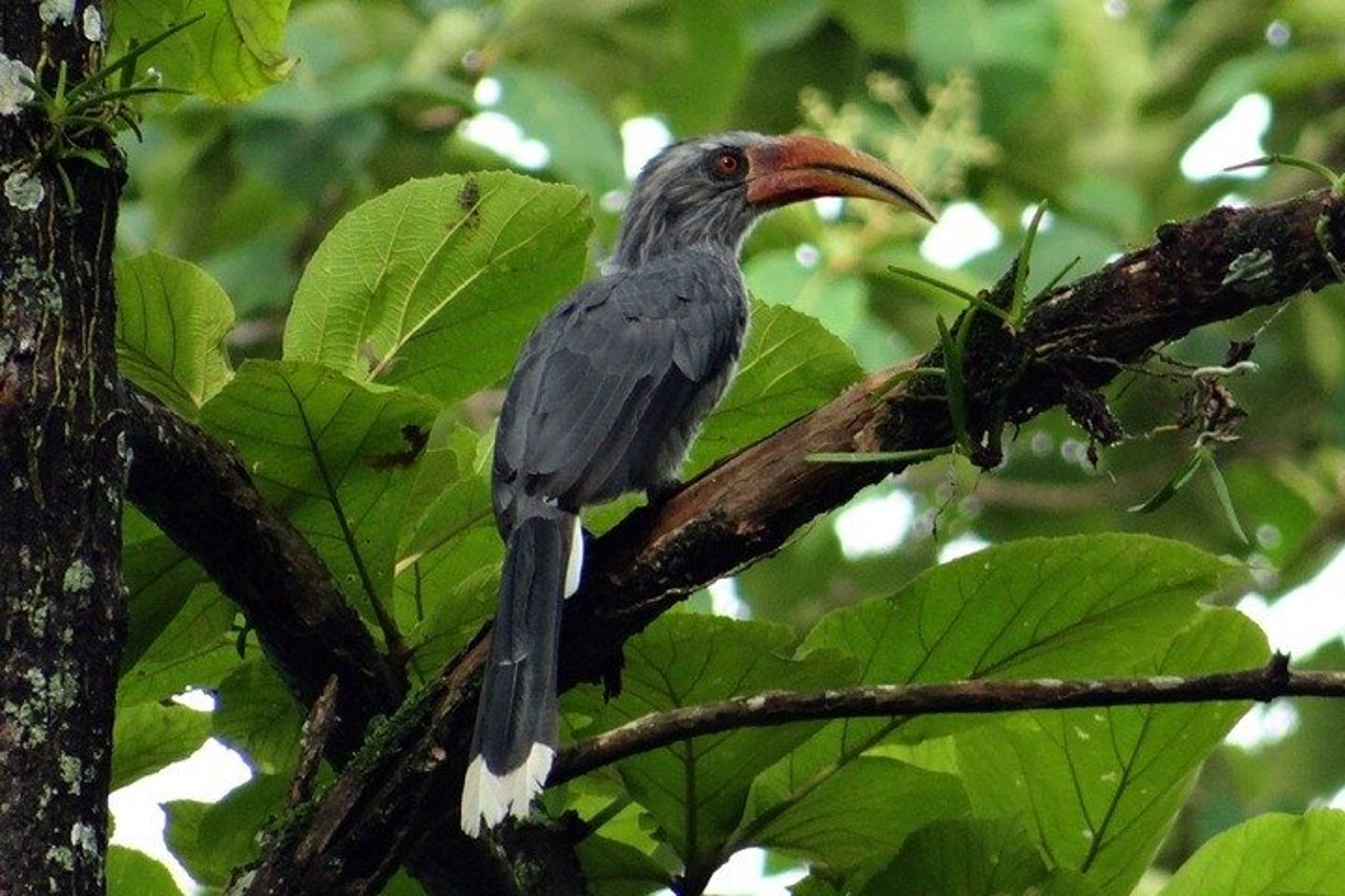 Birding @ Dandeli 2N3D — 3