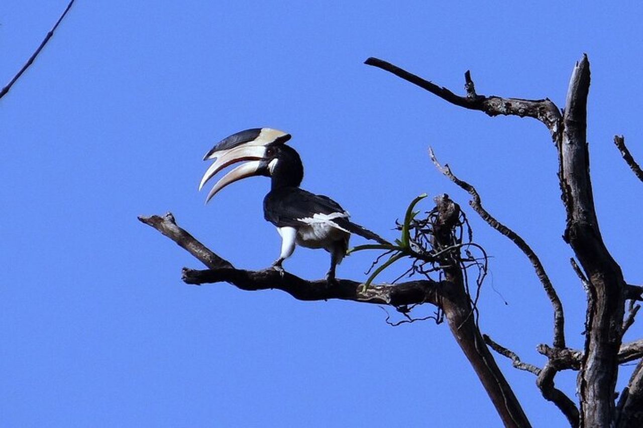 Birding @ Dandeli 2N3D — 2