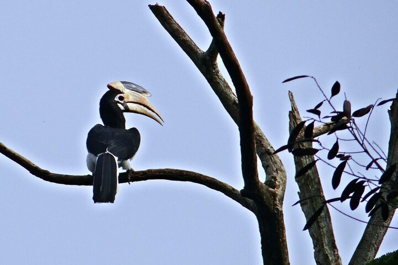 Birding @ Dandeli 2N3D — 4