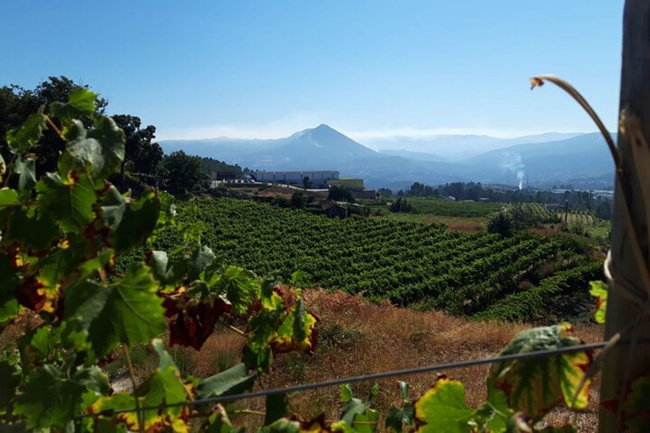 Degustazione di identità | Quinta de Santa Cristina Vinho Verde — 5