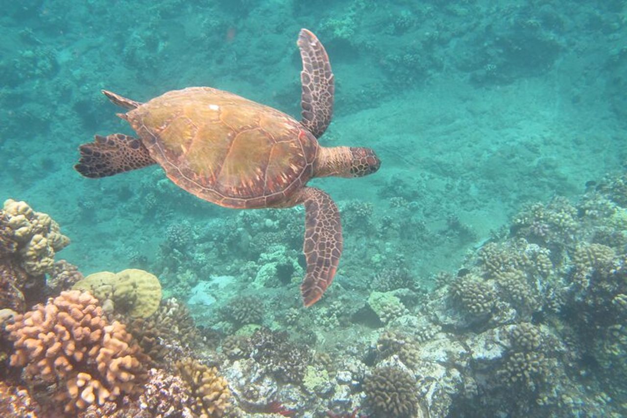 Esperienza di navigazione in canoa hawaiana a Maui — 5