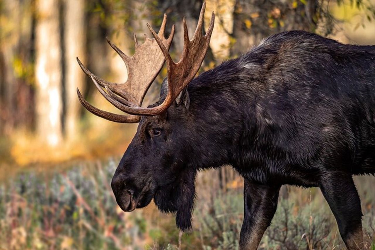 Grand Teton National Park Tour da Jackson Hole — 2