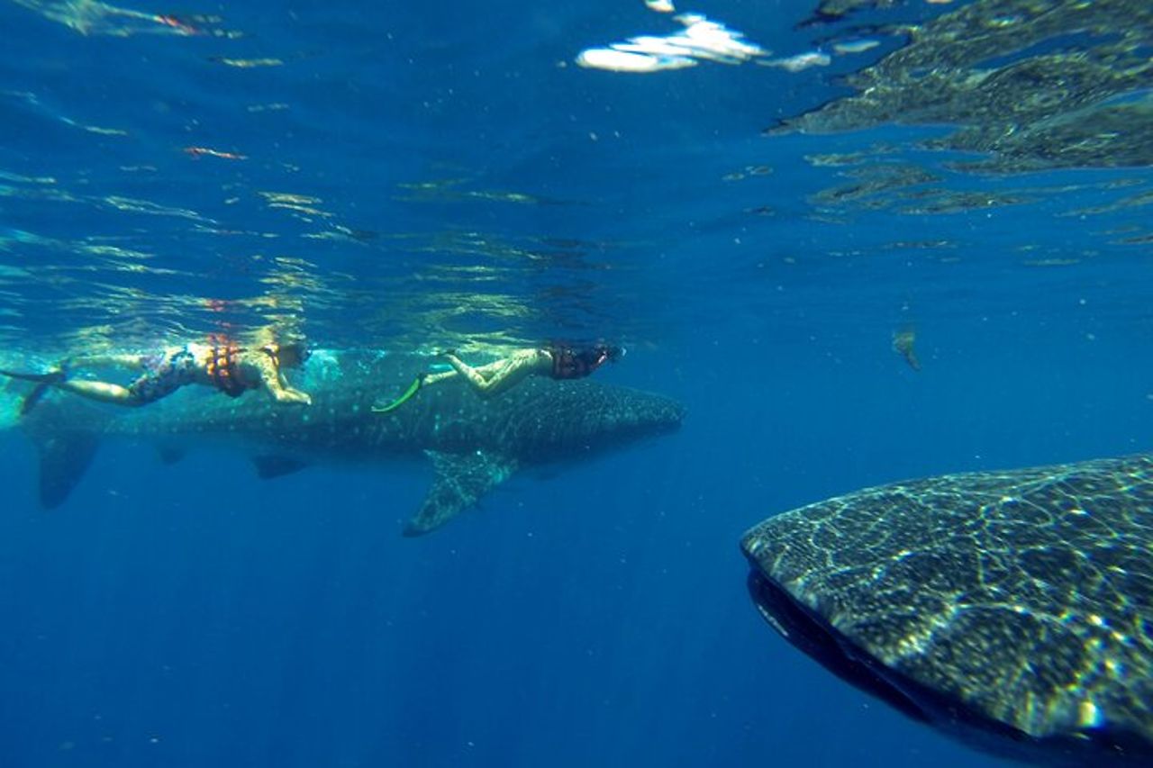 Tour all inclusive di un giorno intero con incontro con squalo balena dalla Riviera Maya — 2