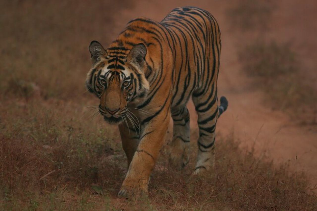 Esclusivo Safari Bandhavgarh Tiger — 2