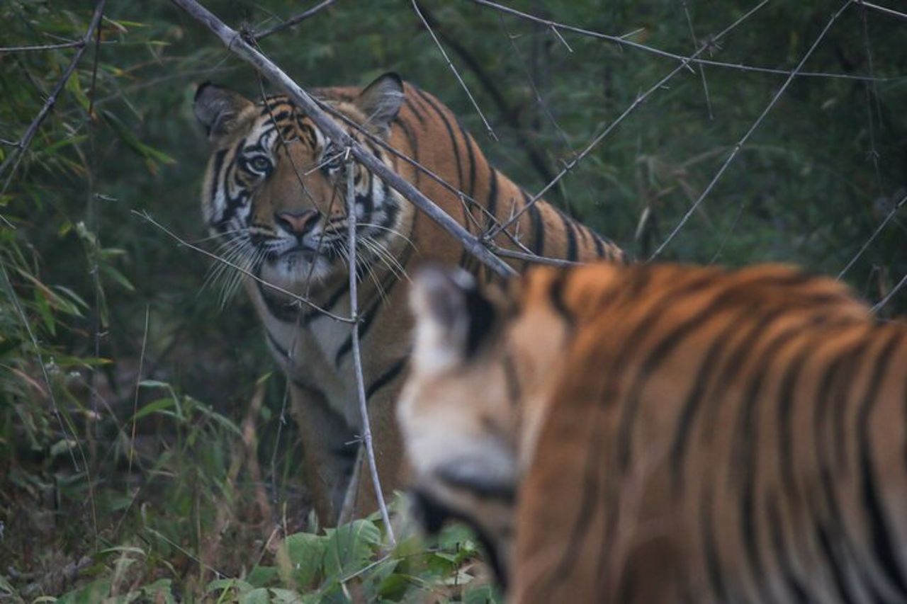 Esclusivo Safari Bandhavgarh Tiger — 3