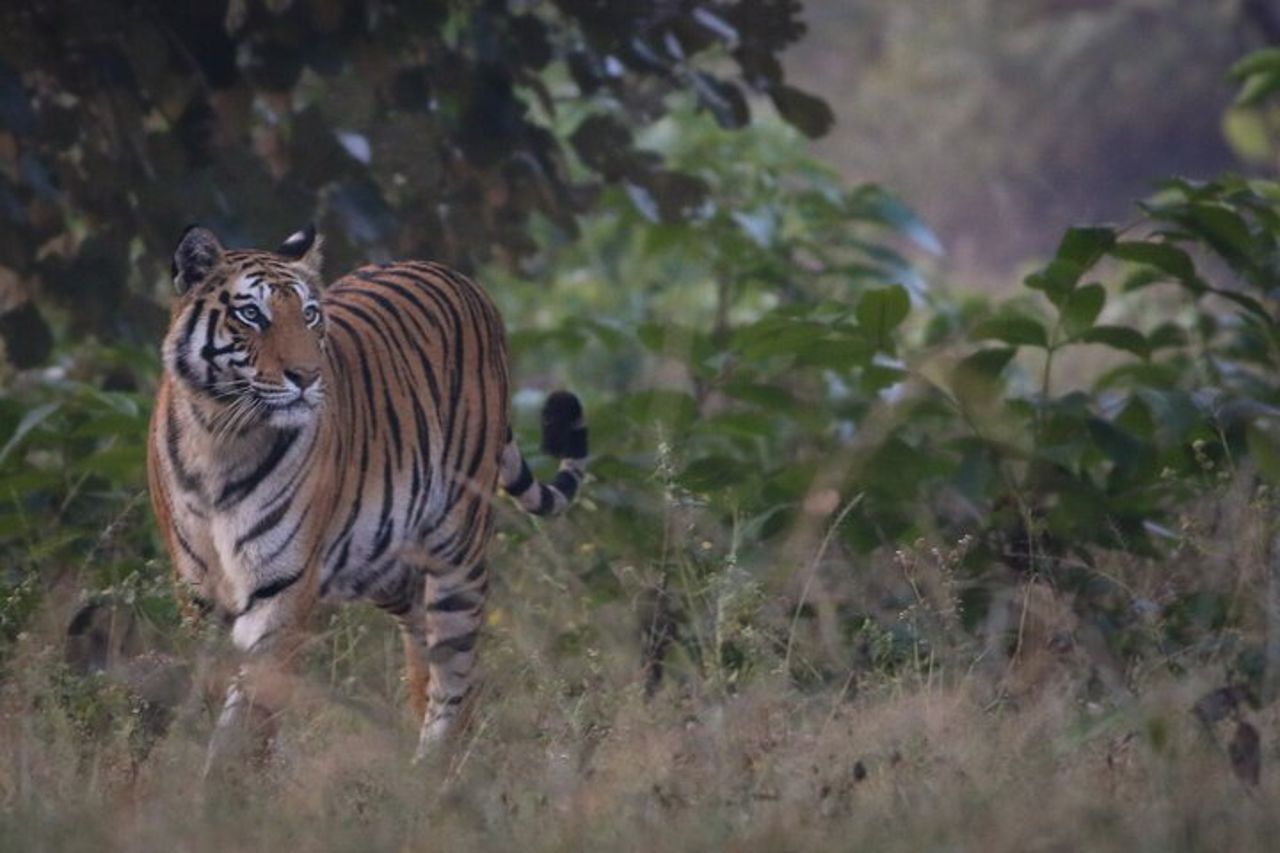 Esclusivo Safari Bandhavgarh Tiger — 4