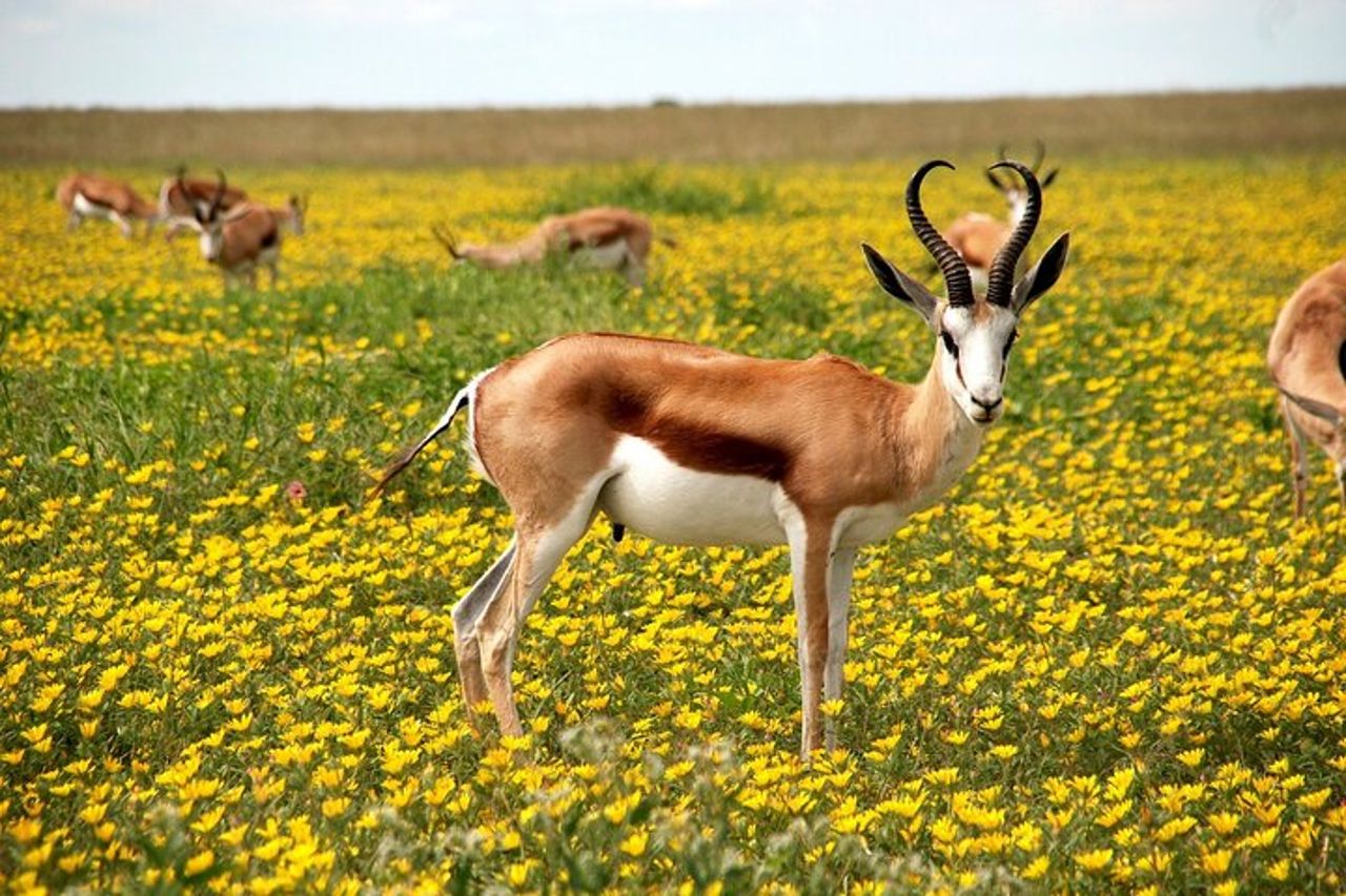 3 GIORNI ETOSHA WILDLIFE SAFARI- Namibia (Campeggio) — 3