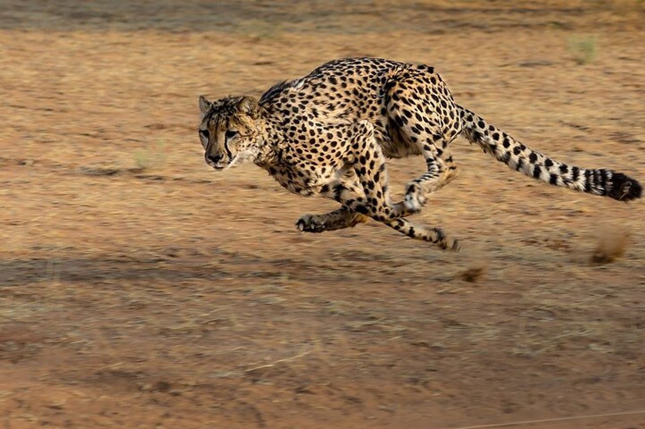 3 GIORNI ETOSHA WILDLIFE SAFARI- Namibia (Campeggio) — 4