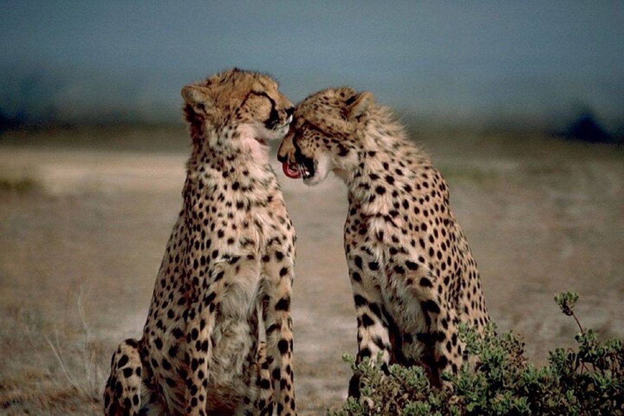 3 GIORNI ETOSHA WILDLIFE SAFARI- Namibia (Campeggio) — 6