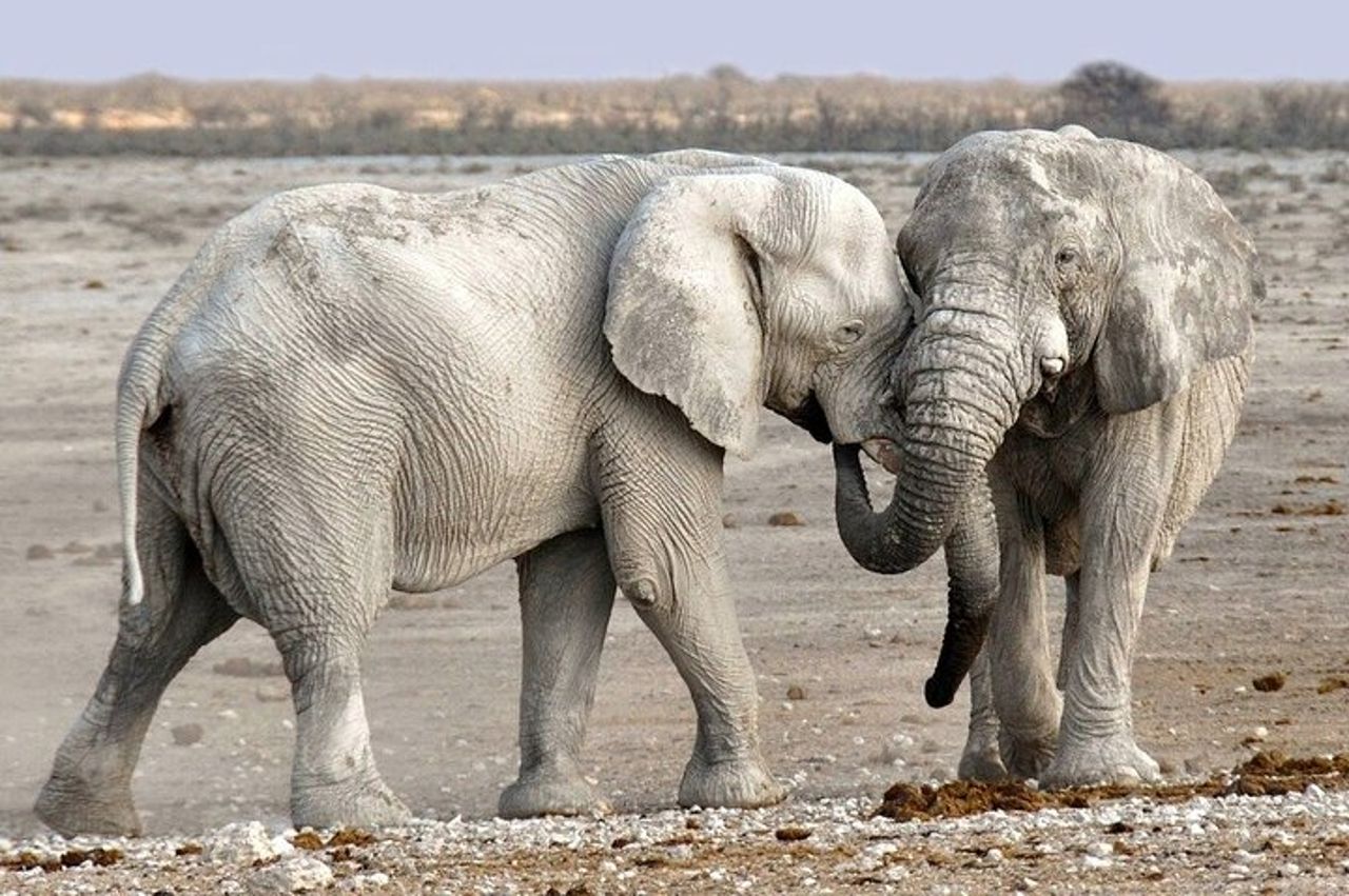 3 GIORNI ETOSHA WILDLIFE SAFARI- Namibia (Campeggio) — 8