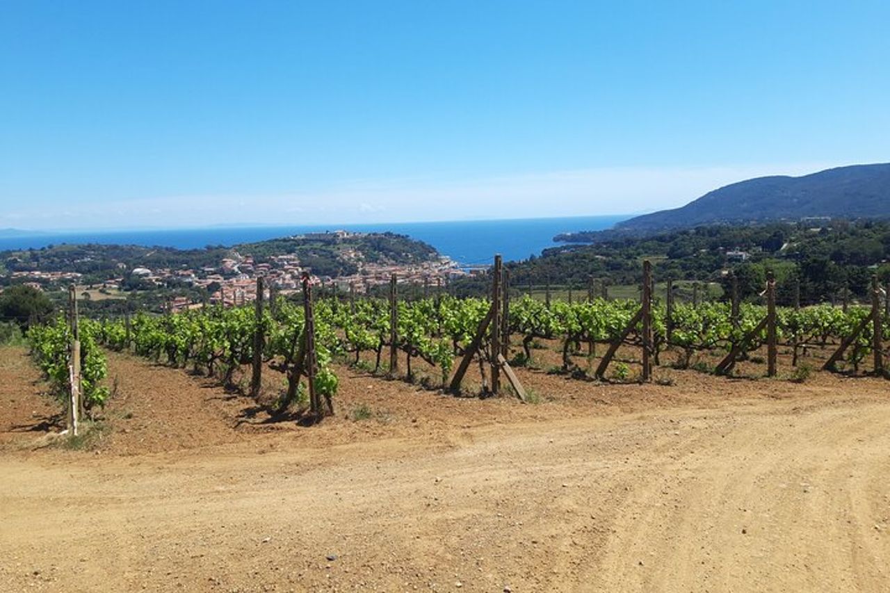 Wine Tour Cicloturistico Guidato in E-Bike all'Isola d'Elba "Arrighi" — 7