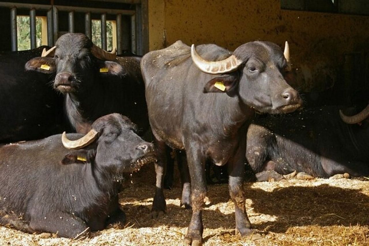 Tour guidato da Agrigento: Tradizioni siciliane con fattoria — 6