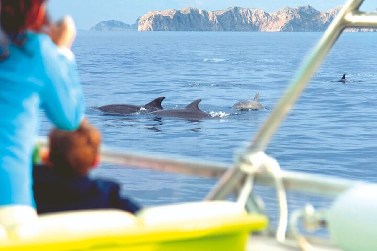 Gita in barca all'alba a Maiorca con Dolphin-Watching