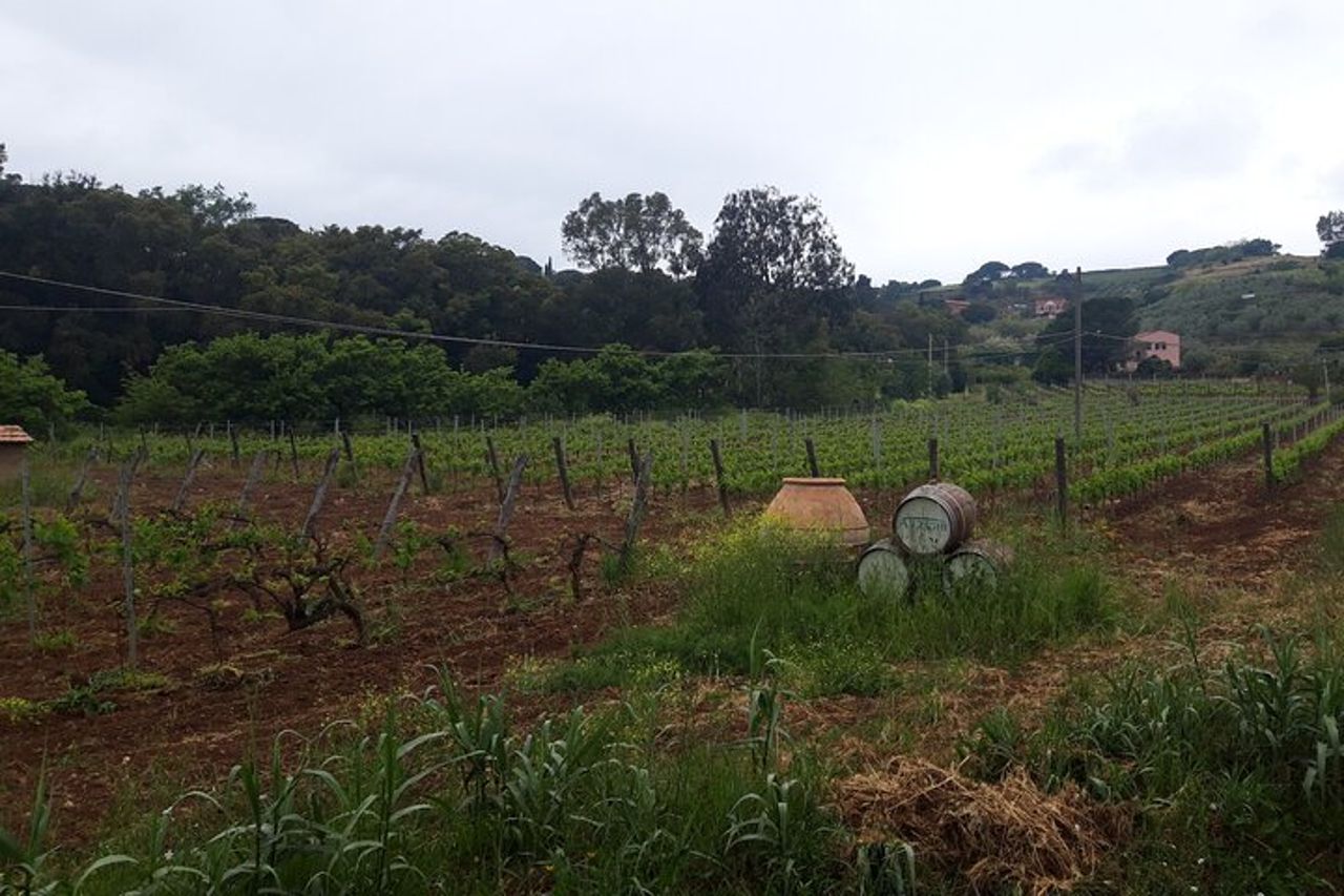 Wine Tour Cicloturistico Guidato in E-Bike all'Isola d'Elba "Arrighi" — 9