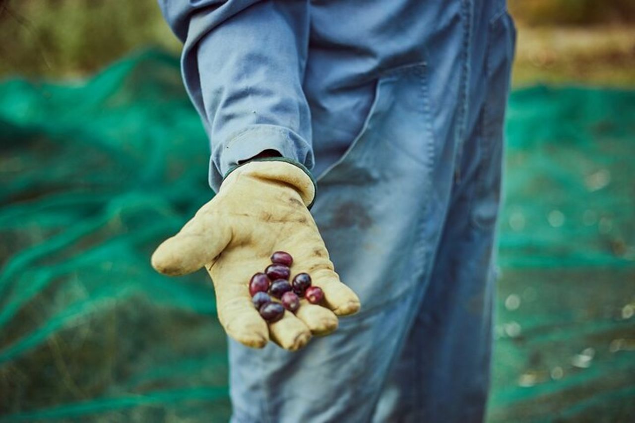 Tour dell'Olio Extravergine di Oliva in Toscana — 2