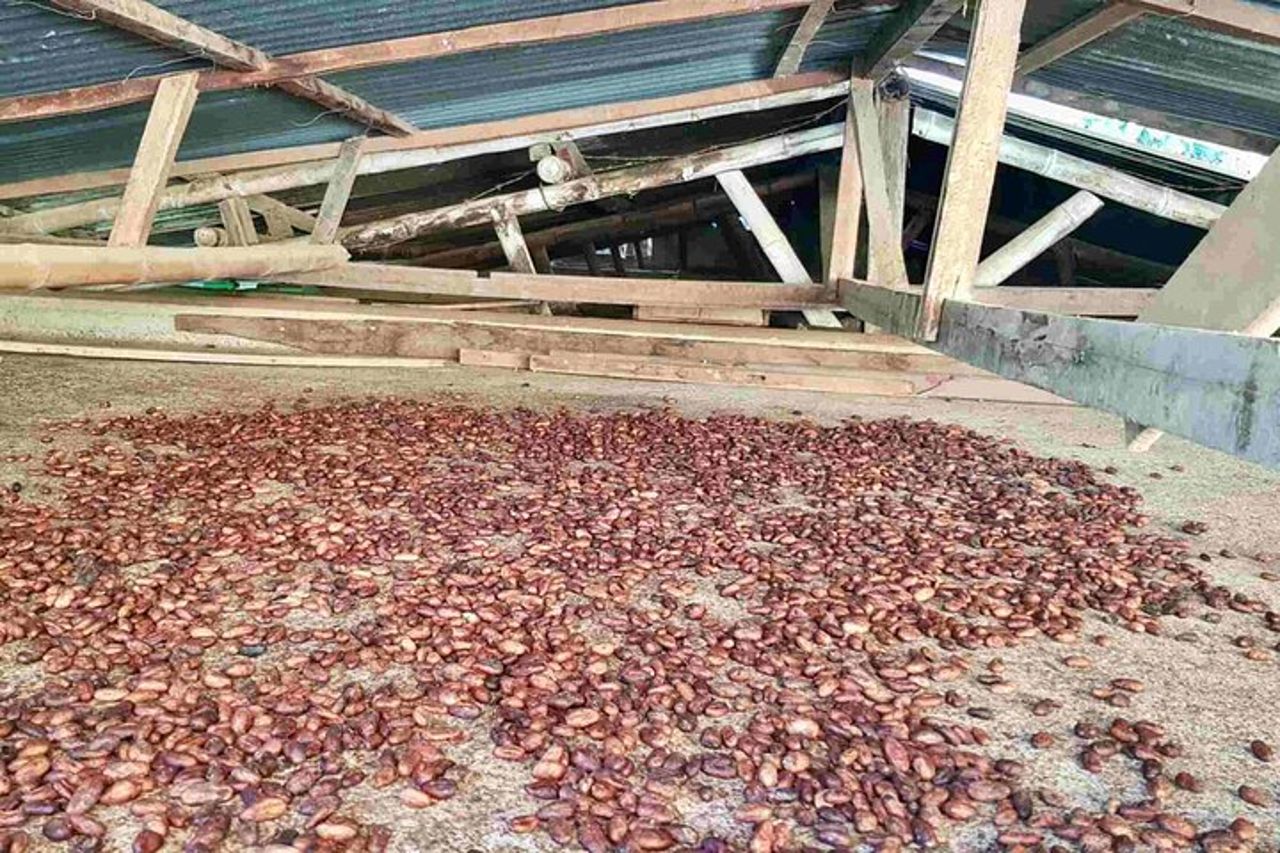 Dal Salento a Viterbo per un tour di un'intera giornata con caffè, cacao e panela — 2