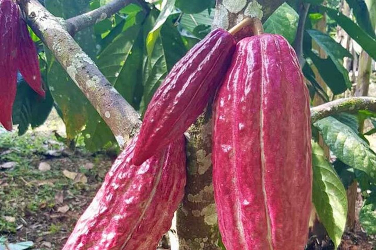 Dal Salento a Viterbo per un tour di un'intera giornata con caffè, cacao e panela