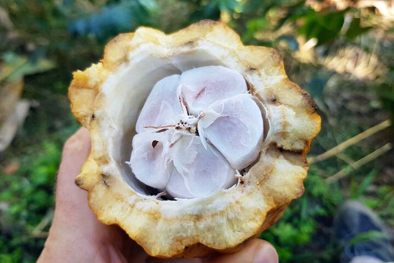 Dal Salento a Viterbo per un tour di un'intera giornata con caffè, cacao e panela — 3
