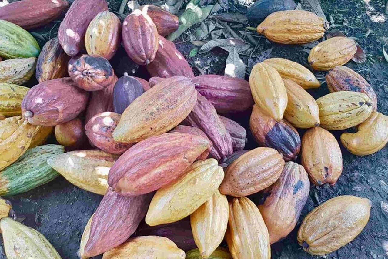 Dal Salento a Viterbo per un tour di un'intera giornata con caffè, cacao e panela — 4