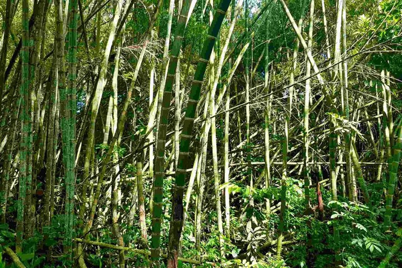 Dal Salento a Viterbo per un tour di un'intera giornata con caffè, cacao e panela — 5