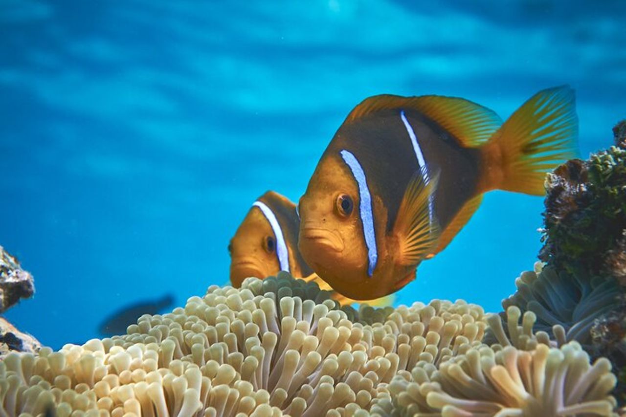 Escursione ecoguidata alla laguna di Moorea in kayak trasparente Pomeriggio 2h — 4