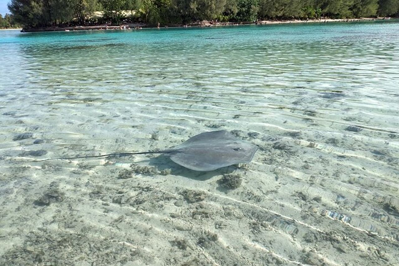 Escursione ecoguidata alla laguna di Moorea in kayak trasparente Pomeriggio 2h — 7