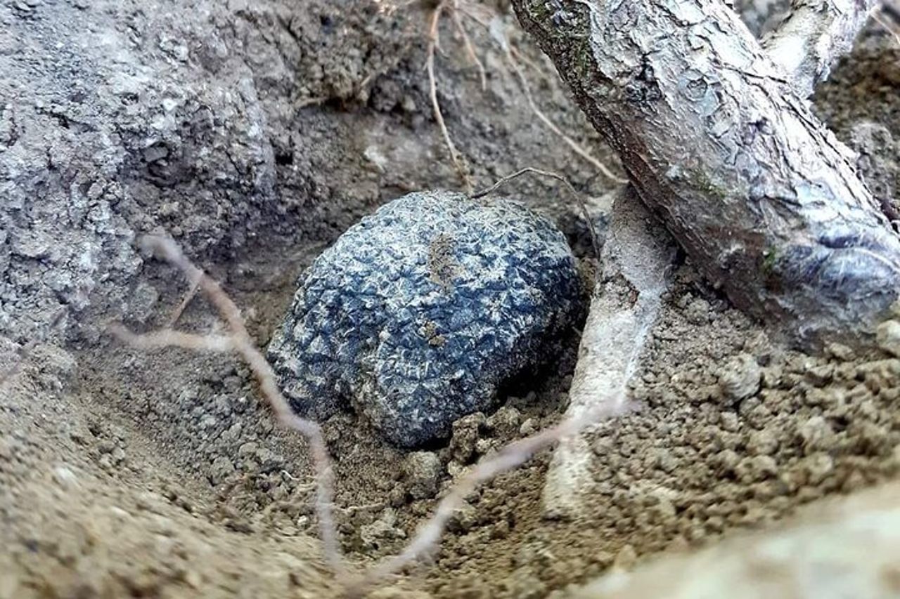 Esperienza di Caccia al Tartufo in Assisi — 9