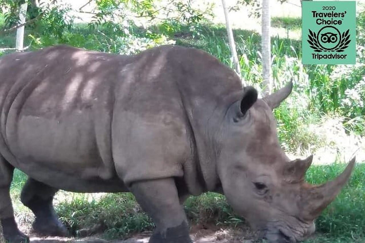 Tour privato dello zoo privato di Pablo Escobar La Hacienda Napoles