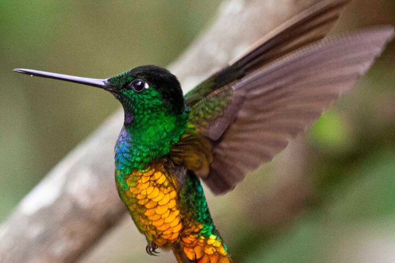 Birdwatching e natura alla riserva naturale della foresta pluviale di Chicaque — 8