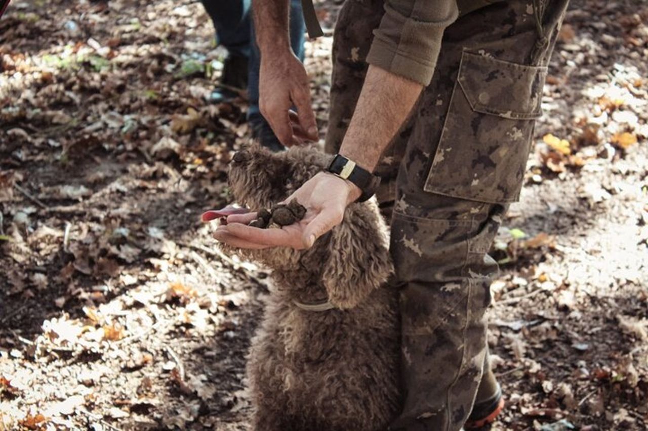 Vivi la caccia al tartufo con vino e pranzo — 8