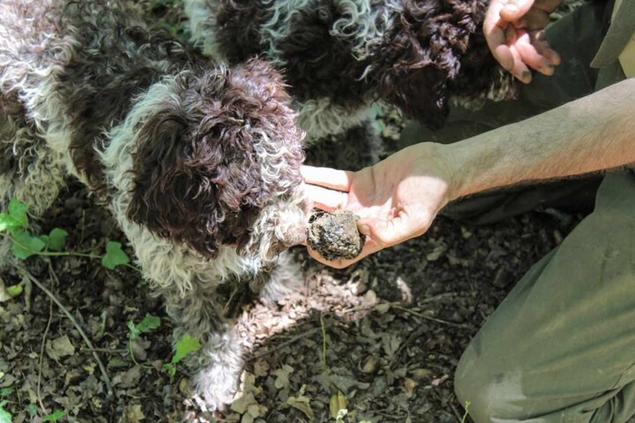 Vivi la caccia al tartufo con vino e pranzo — 2
