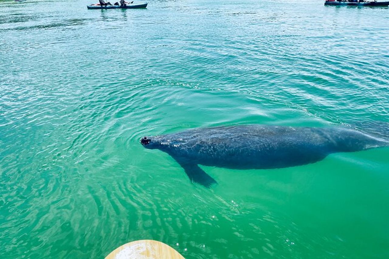Tour avventuroso con delfini e lamantini a Fort Myers — 6