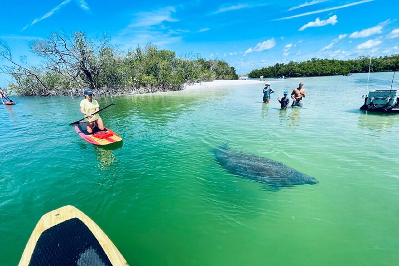 Tour avventuroso con delfini e lamantini a Fort Myers — 9