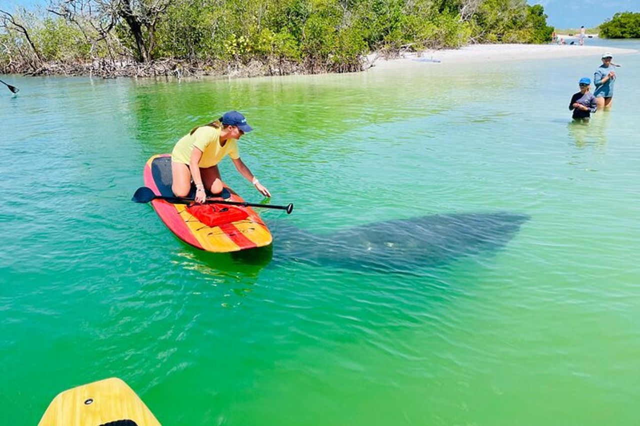 Tour avventuroso con delfini e lamantini a Fort Myers — 7