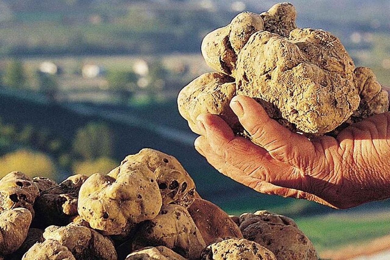 Fiera del Tartufo d'Alba: visita guidata e accesso salta fila — 6