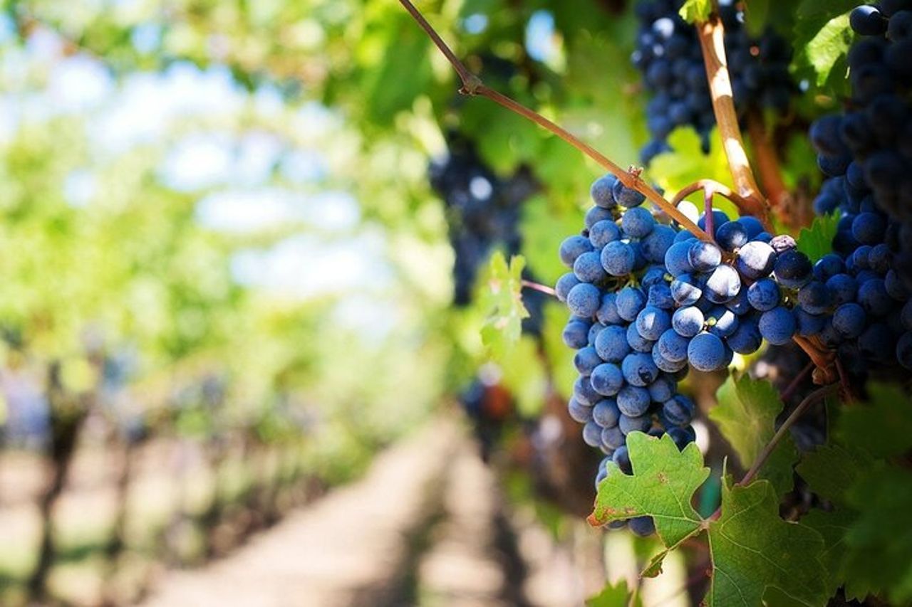 Paesaggi e cantina dell'Algarve — 9