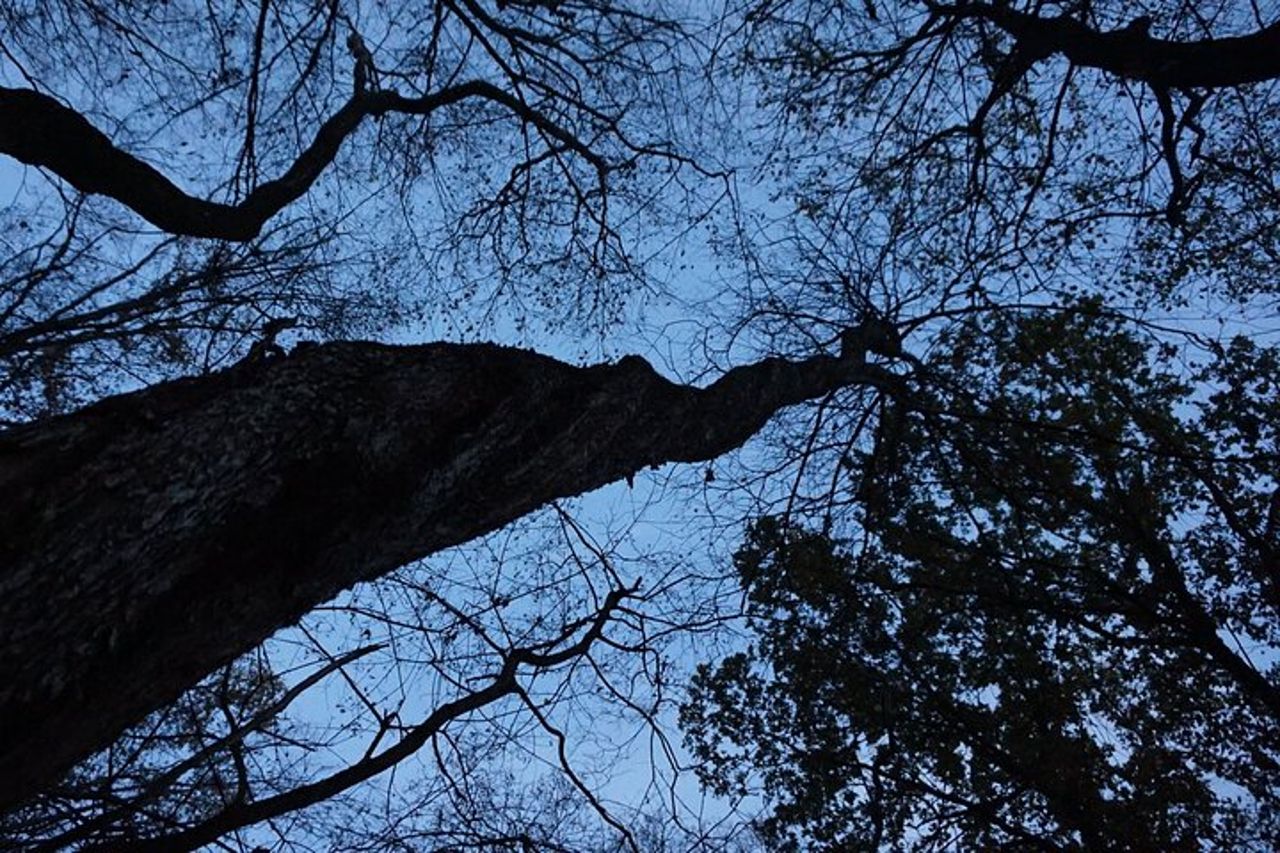 Tour notturno nella foresta di Hoia Baciu — 8