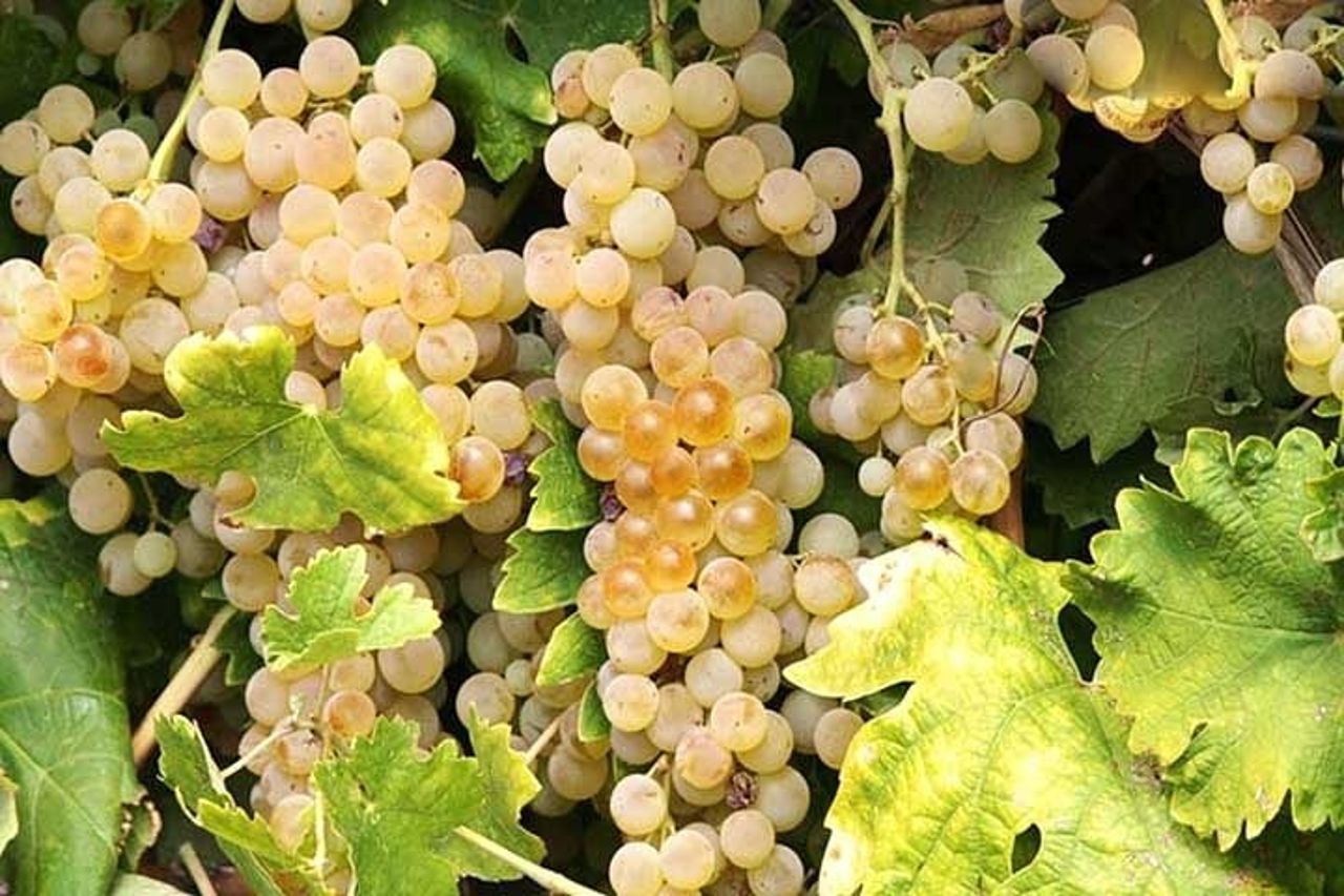 Visita privata di Orvieto da Roma con visita alle cantine — 7