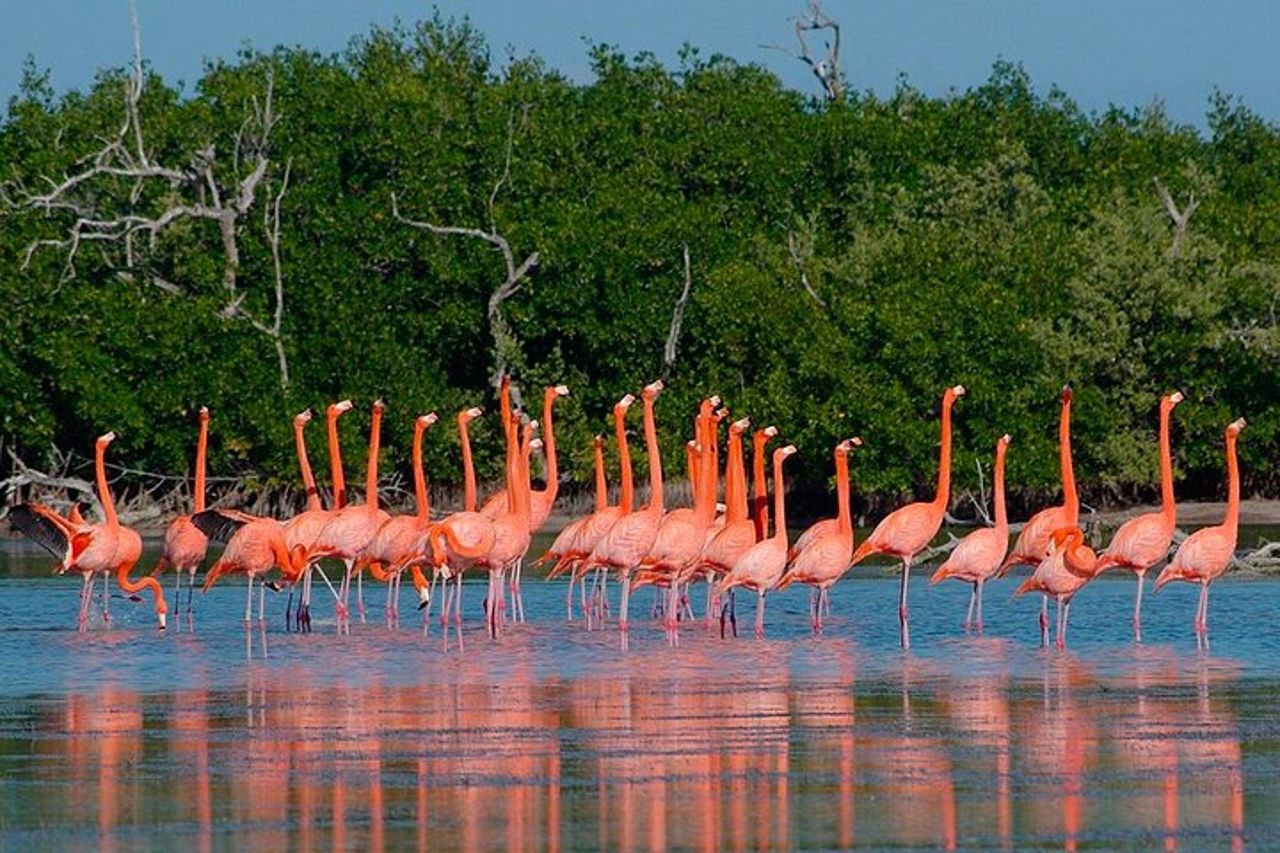 Las Coloradas e Rio Lagartos (escursione sul lago rosa) — 3